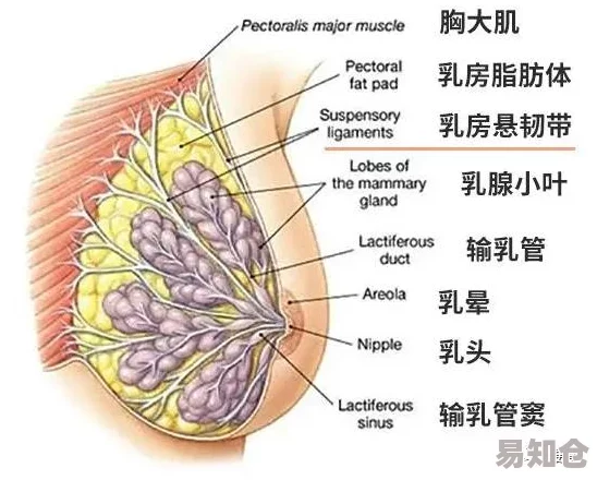 硕大的双乳不停晃动这可能是由于运动或剧烈活动导致的生理现象